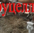 Ветстанция Суражского района информирует - Газета Восход
