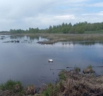 Лебеди
